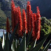 The Bitter Aloe - Widespread and Adaptable